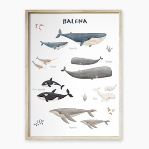 Impression d'art italienne de carte de baleine, pépinière d'espèces de baleine de pépinière d'océan, maman de baleine et art mural de bébé, décor marin éducatif de baleines