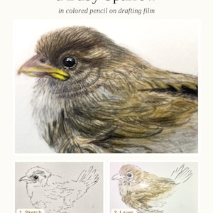 May include: A step-by-step drawing tutorial titled How to Draw a Baby Sparrow in colored pencil on drafting film. The document features a detailed colored illustration of a sparrow, a line sketch labeled 1 Sketch, and a layered drawing labeled 2 Layer.