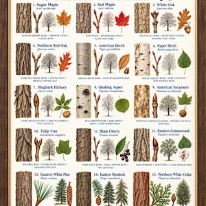 May include: A framed educational poster titled Bark & Buds of the Great Lakes, featuring fifteen numbered sections. Each section displays a tree's bark texture, twig buds, full tree silhouette, and leaf or fruit, with scientific and common names.