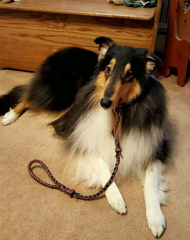 4 Braided black and rusty tan strand leather traffic leash 516 X 24 solid brass swivel bolt snap LOOKS FANTASTIC on COLLIES