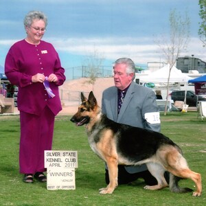 Puede incluir: Un pastor alem&aacute;n de pie sobre la hierba junto a un cartel que dice SILVER STATE KENNEL CLUB APRIL 2011 WINNERS BEST OF OPPOSITE. El perro tiene pelaje negro y fuego, orejas puntiagudas y est&aacute; junto a una persona con chaqueta de traje gris.