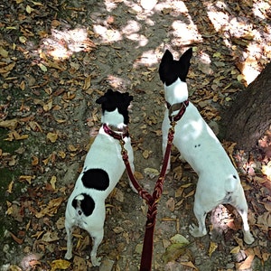 Puede incluir: Dos perros peque&ntilde;os de color blanco con manchas negras en la cabeza y el lomo, vistos desde atr&aacute;s. Llevan collares conectados a una correa de cuero marr&oacute;n en forma de Y con detalles trenzados y herrajes de lat&oacute;n, sobre un sendero de hojas.
