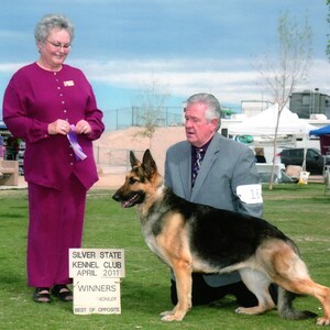 Pu&ograve; includere: Un pastore tedesco in piedi sull'erba, con un cartello bianco che recita SILVER STATE KENNEL CLUB APRIL 2011 WINNERS BEST OF OPPOSITE. Il cane ha il pelo nero e focato, orecchie a punta ed &egrave; vicino a una persona con una giacca grigia.