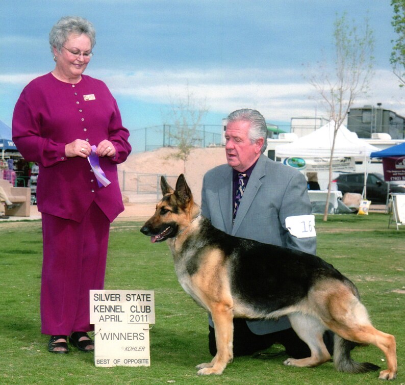 Pu&ograve; includere: Un pastore tedesco in piedi sull'erba, con un cartello bianco che recita SILVER STATE KENNEL CLUB APRIL 2011 WINNERS BEST OF OPPOSITE. Il cane ha il pelo nero e focato, orecchie a punta ed &egrave; vicino a una persona con una giacca grigia.