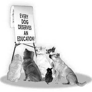 K&ouml;nnte beinhalten: Ein Schwarzwei&szlig;foto einer Gruppe von Hunden, die vor einer wei&szlig;en Tafel sitzen, auf der der Text "Every dog deserves an education!" steht.