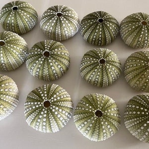 Beach Decor XL Mexican Green Sea Urchins (2 PC) - Seashells - Coastal home decor - Seashell Supply - Natural Sea Urchins - Lg Green Urchins