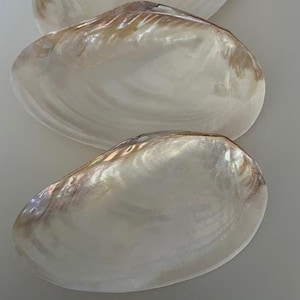 Puede incluir: Tres conchas blancas iridiscentes con un acabado nacarado. Las conchas están apiladas una encima de la otra, con la concha más grande en la parte inferior y la más pequeña en la parte superior.