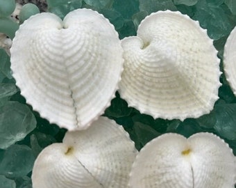May include: Five white heart-shaped seashells with a textured surface, arranged on a bed of green glass beads.