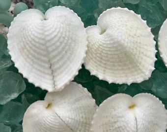 Heart Cockle Seashells (3)  - Seashells - Seashell craft supply - Beach Wedding - Coastal Home Decor - Delicate Seashells - Beach Home Decor