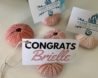 50 Seashell Place Card Holders - Natural Pink Sea Urchins - Beach Weddings - Coastal Bridal Showers - Beach Parties- Engagement-Dinner Party