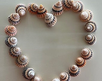 Candy Snail Seashells (15) - Seashell Supply - craft seashells