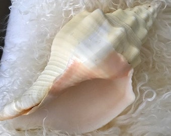 Beach Decor Chank Shell - Large Chank Shell - Coastal Home Decor - Large Seashells - Seashell Supply - Beach Wedding