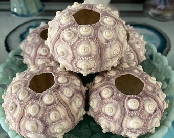 Rare XL Purple Sputnik Sea Urchins (1 PC) - Natural Seashells - Urchins - Craft Seashells - Coastal home decor - Seashell Supply - Weddings