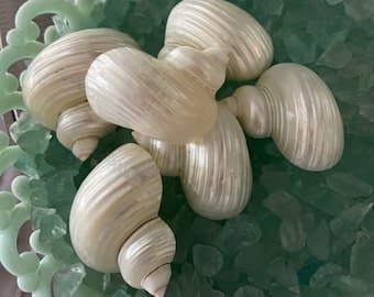 Beach Decor Silvermouth White Pearl Turbo Shells Halves (3 pcs) -Large Creamy Turbos -Seashell Crafts - Bulk Shells -Beach Wedding -Nautical
