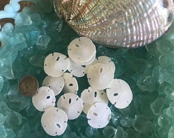 20 Extra Tiny Sand dollars - Seashell Supply - Extra Tiny Sand Dollars - Seashells - Seashell craft supply - Beach Wedding