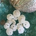 see more listings in the Seashells/Starfish section