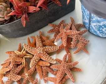 Small Sugar Starfish 2 - 3&quot; (6 PC)  - Starfish - Seashells - Seashell Supply - Craft Seashells - Coastal Home Decor - Beach Decor - Weddings
