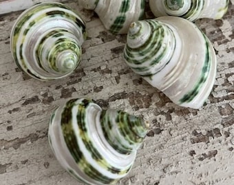 Decoración de playa Caracol con bandas verdes Pequeñas conchas turbo (3 piezas) - Decoración del hogar costero - Conchas de suministro de conchas marinas -Conchas marinas -Conchas de cangrejo ermitaño