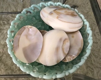 Beach Decor White Pearlized Clam Shell Halves (3) - Polished Clam Shell - Beach Wedding - Craft Seashells - Nautical - Coastal Home Decor