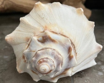 Beach Decor Left Hand Whelk Shell - Whelk Shell - Coastal Home Decor - Seashells - Large Seashell - Seashell Supply - Beach Wedding