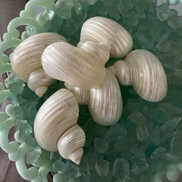 Beach Decor Silvermouth White Pearl Turbo Shells Halves (3) - Large Creamy Turbos - Seashell Crafts - Bulk Shells - Beach Wedding - Nautical