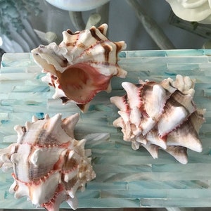Beach Decor Brassica Murex Shell (1) - CHOOSE YOUR SIZE (3.5&quot; or 5-6&quot;) Murex Shell - Seashells - Crafts - Beach Wedding - Coastal Home Decor