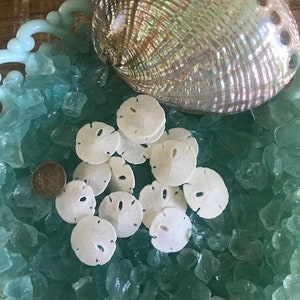 20 dólares de arena extra diminutos - Suministro de conchas marinas - Dólares de arena extra diminutos - Conchas marinas - Suministro artesanal de conchas marinas - Boda en la playa