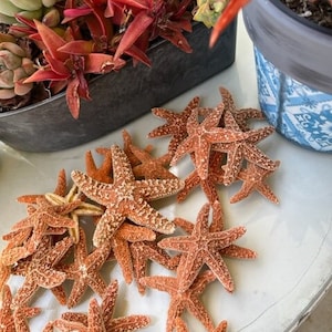 Small Sugar Starfish 2 - 3" (6 PC)  - Starfish - Seashells - Seashell Supply - Craft Seashells - Coastal Home Decor - Beach Decor - Weddings