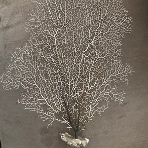 Natural White Sea Fan (1 PC)  11" - 14" high - Coastal Home Decor - Reef Coral - Seashells - Beach Decor - Beach Wedding - Natural Coral