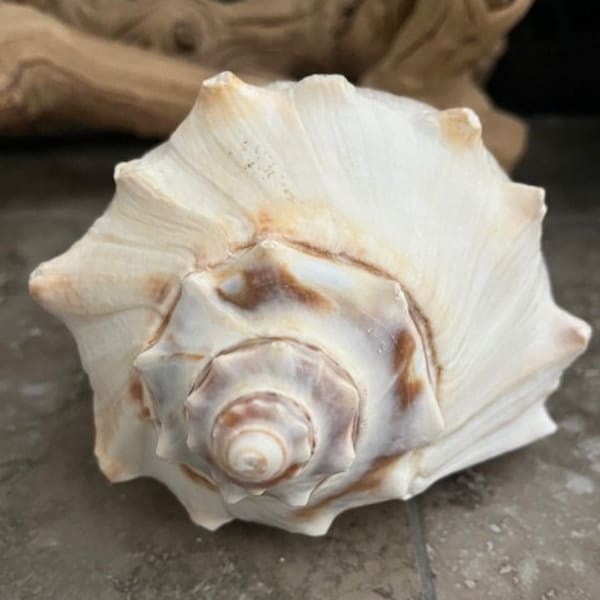 Beach Decor Left Hand Whelk Shell - Whelk Shell - Coastal Home Decor - Seashells - Large Seashell - Seashell Supply - Beach Wedding