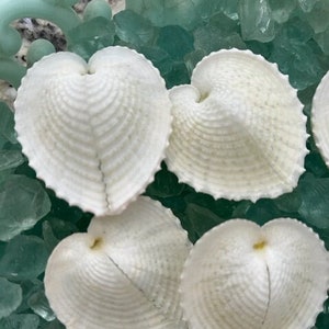 Heart Cockle Seashells 3 Seashells Seashell craft supply Beach Wedding Coastal Home Decor Delicate Seashells Beach Home Decor image 1