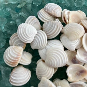 Wedding Cake Venus Clam Shells  (1/2 cup) - Seashell Supply - Beach Wedding -Craft Seashells -Coastal Home Decor -Vase Filler -Shell Project