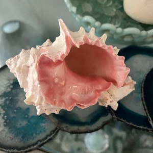 Beach Decor Pink Murex Shell (1) - Murex Shell - Seashells - Seashell Supply - Craft seashells - Beach Wedding - Coastal Home Decor