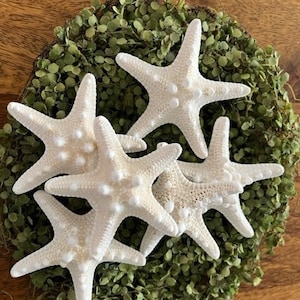 May include: Five white starfish with a textured surface and small bumps are arranged in a cluster on a bed of green moss.