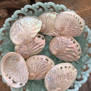 Beach Decor Abalone Shells (5 PCS) - Abalone Shells - Lg Abalones - Seashell Supply - Beach Wedding - Craft Seashells - Coastal Home Decor