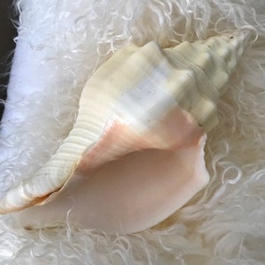 Beach Decor Chank Shell - Large Chank Shell - Coastal Home Decor - Large Seashells - Seashell Supply - Beach Wedding