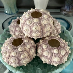 Rare XL Purple Sputnik Sea Urchins 1 PC Natural Seashells Urchins Craft Seashells Coastal home decor Seashell Supply Weddings 画像 1