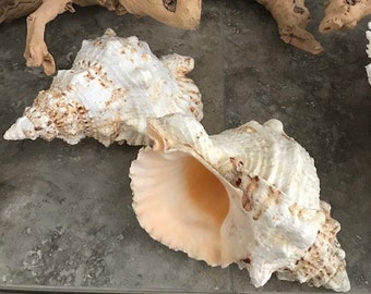 Decoração de Praia com Concha de Sapo - Concha de Sapo Grande - Decoração Costeira para Casa - Conchas - Concha Grande - Fornecimento de Conchas - Casamento na Praia