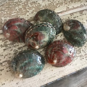 Beach Decor Red and Green Haliotis Pol Abalone Shells (3) - Abalone -Colorful Seashells - Beach Wedding -Craft Seashells -Coastal Home Decor