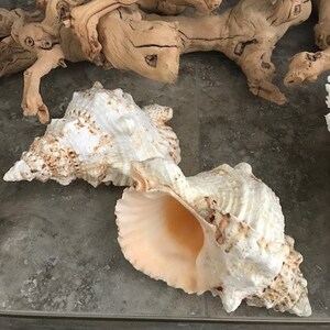 May include: Two large seashells, one white with brown markings and the other a light pink with brown markings, are displayed on a gray surface. The shells are arranged side by side, with the white shell on the left and the pink shell on the right.