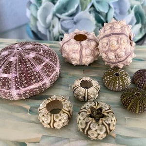 Beach Decor Mini Sea Urchin Collection (9 PC) - Seashells - Coastal home decor - Seashell Supply - Natural Sea Urchins - Specimen Urchins