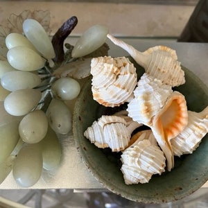 White Murex Haustellum Shells (6 PC) - White and Brown Seashells - Craft Seashells - Murex Shells - Coastal Home Decor - Beach Wedding