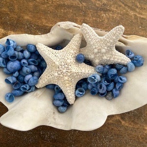 May include: A white seashell bowl filled with blue seashells and two white starfish.