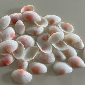 Conchiglie di Tellin rosa - (1 tazza) - Conchiglie artigianali - Matrimonio in spiaggia - Decorazioni nautiche - Decorazioni da spiaggia