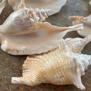 Beach Decor Rooster Conch Seashell - Large Conch Shell - Seashell Supply - Seashells - Natural Shells - Beach Wedding - Coastal Home Decor
