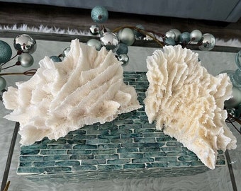 Beach Decor Rare Lettuce Coral - Specimen Coral - Seashells - Beach Decor - Coastal Home Decor - Natural Coral - Shells - Centerpiece