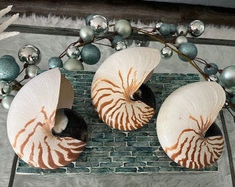 Natural Nautilus Shell -  Med/Lg Nautilus Shell (1 PC) - Specimen Shell - Coastal Home Decor - Nautical Decor -Seashells - Beach Wedding