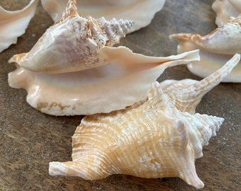 Beach Decor Rooster Conch Seashell - Large Conch Shell - Seashell Supply - Seashells - Natural Shells - Beach Wedding - Coastal Home Decor