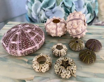 Beach Decor Mini Sea Urchin Collection (9 PC) - Seashells - Coastal home decor - Seashell Supply - Natural Sea Urchins - Specimen Urchins
