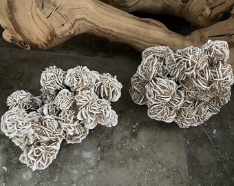 Beach Decor Rose Selenite Coral - Natural Coral - Seashells - Beach Decor - Coastal Home Decor - Specimen Coral - Shells - Accent Piece